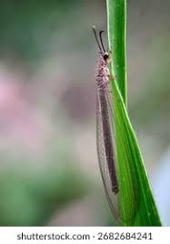 Attēlu rezultāti vaicājumam “Myrmeleontidae imago”