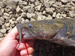 Image result for Pylodictis olivaris