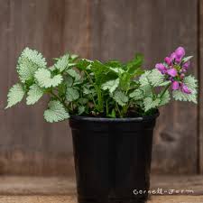 Attēlu rezultāti vaicājumam “Lamium maculatum”