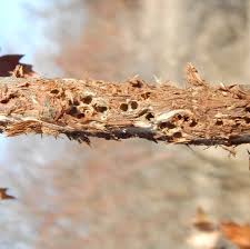 Attēlu rezultāti vaicājumam “Andricus quercuscorticis”