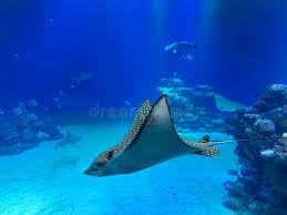 Image result for Aetobatus narinari