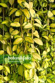 Attēlu rezultāti vaicājumam “Vinca minor leaf”