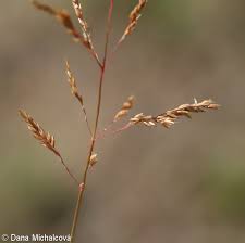 Attēlu rezultāti vaicājumam “Agrostis canina”
