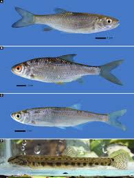 Image result for Squalius cephalus