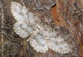 Attēlu rezultāti vaicājumam “Hypomecis punctinalis”