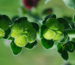 Attēlu rezultāti vaicājumam “Cynoglossum officinale fruit”