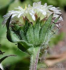 Attēlu rezultāti vaicājumam “Erigeron acris flower”
