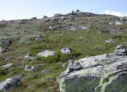 Attēlu rezultāti vaicājumam “Calliergon megalophyllum”