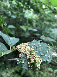 Attēlu rezultāti vaicājumam “Eriophyes laevis”