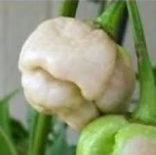 Afbeeldingsresultaat voor white habanero hot pepper