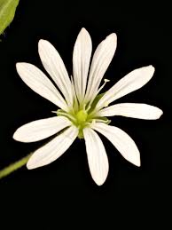 Attēlu rezultāti vaicājumam “Stellaria nemorum bud”