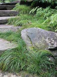 Attēlu rezultāti vaicājumam “Carex x bakkeriana”