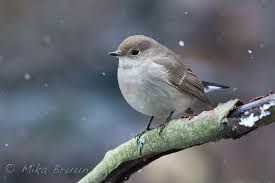 Image result for Ficedula albicilla