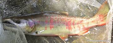 Image result for Oncorhynchus