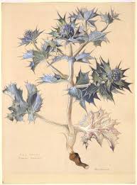 Attēlu rezultāti vaicājumam “Eryngium maritimum”