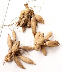 Image result for Dahlia `Snowflake`