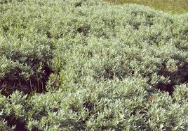 Attēlu rezultāti vaicājumam “Salix lapponum”