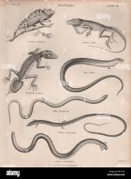 Attēlu rezultāti vaicājumam “Reptilia”