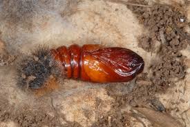 Attēlu rezultāti vaicājumam “Arctia caja larva”