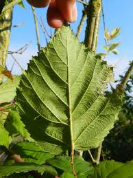 Attēlu rezultāti vaicājumam “Rubus plicatus leaf”