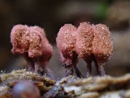 Attēlu rezultāti vaicājumam “Arcyria affinis spores”