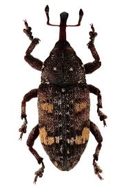 Attēlu rezultāti vaicājumam “Pissodes castaneus”