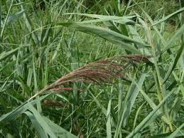 Attēlu rezultāti vaicājumam “Phragmites communis leaf”