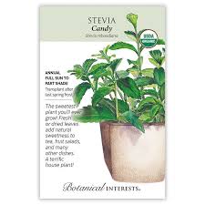 Image result for Stevia rebaudiana