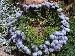 Attēlu rezultāti vaicājumam “Campanula trachelium flower”