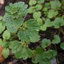 Attēlu rezultāti vaicājumam “Lamium amplexicaule”