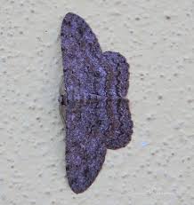 Attēlu rezultāti vaicājumam “Hypomecis punctinalis”