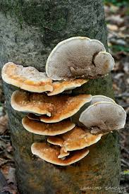 Attēlu rezultāti vaicājumam “Inonotus rheades”