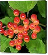 Attēlu rezultāti vaicājumam “Viburnum opulus fruit”