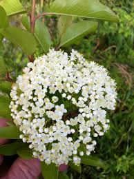 Attēlu rezultāti vaicājumam “Adoxaceae”