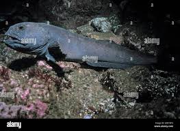 Image result for Anarhichas lupus