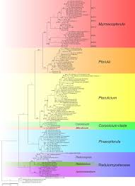 Attēlu rezultāti vaicājumam “Pistillaria sp.”
