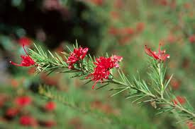 Attēlu rezultāti vaicājumam “xComagaria rosea”