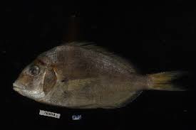 Image result for Stenotomus chrysops