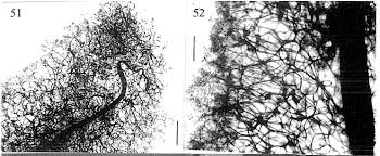 Attēlu rezultāti vaicājumam “Stemonitis marjana stalked”