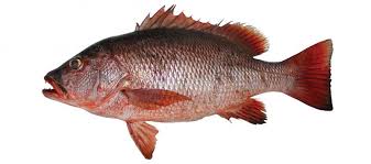 Image result for Lutjanus colorado