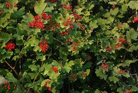 Attēlu rezultāti vaicājumam “Viburnum opulus leaf”
