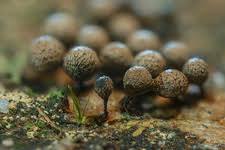 Attēlu rezultāti vaicājumam “Cribraria argillacea”