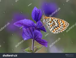 Attēlu rezultāti vaicājumam “Melitaea cinxia underside”