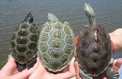 Image result for Malaclemys terrapin