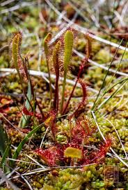 Attēlu rezultāti vaicājumam “Drosera rotundifolia leaf”