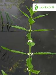 Attēlu rezultāti vaicājumam “Lycopus europaeus”