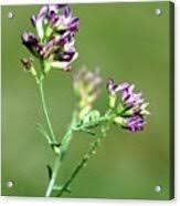 Attēlu rezultāti vaicājumam “Astragalus danicus leaf”