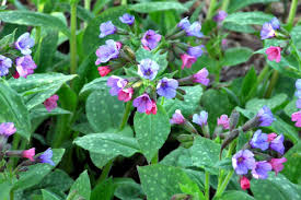 Image result for Pulmonaria officinalis
