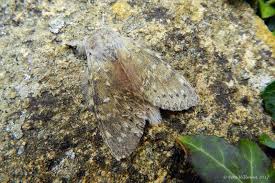 Attēlu rezultāti vaicājumam “Stauropus fagi”