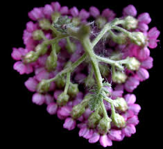 Attēlu rezultāti vaicājumam “Achillea millefolium bud”